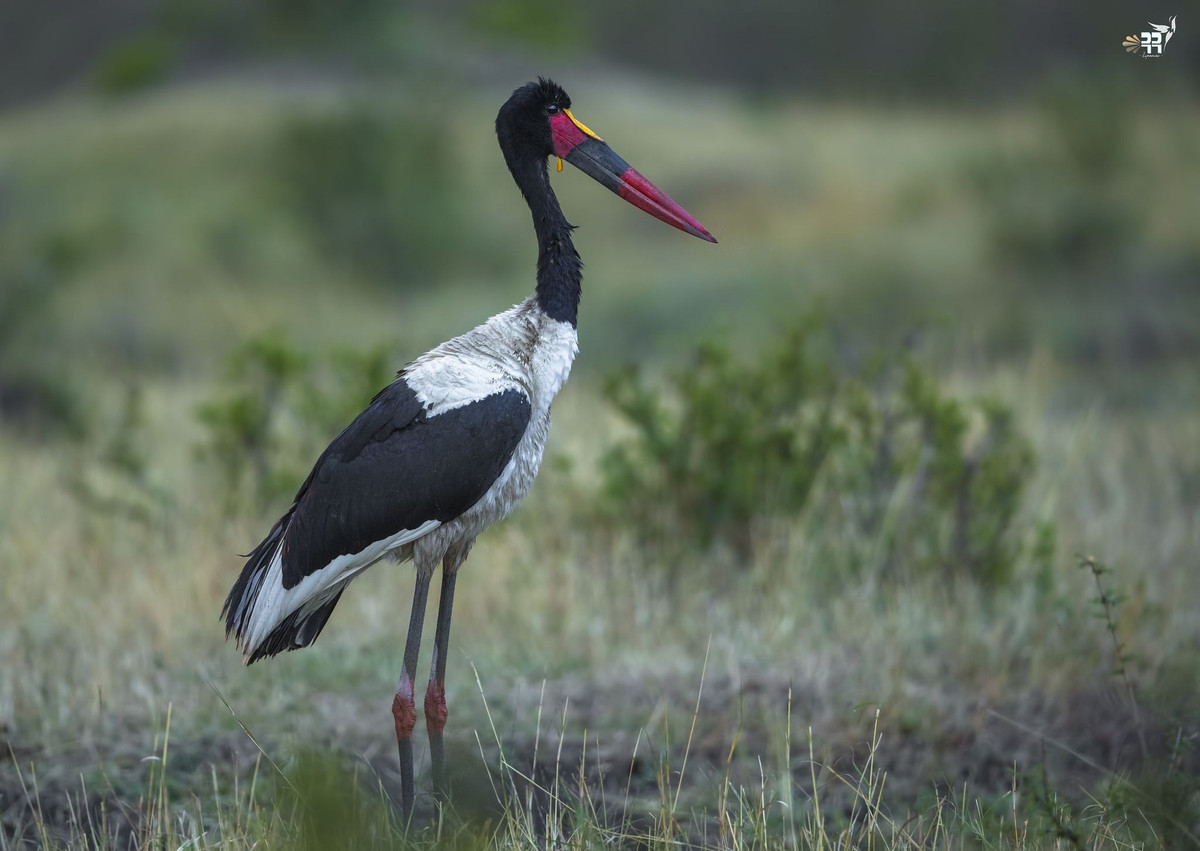  Biểu tượng của sự uy nghi và tĩnh lặng. Với dáng đứng thẳng, chuyển động chậm rãi và vẻ ngoài độc đáo, cò mỏ yên thường được xem là biểu trưng cho sự điềm tĩnh và quyền uy của các vùng đất ngập nước châu Phi. Ảnh: Pinterest.