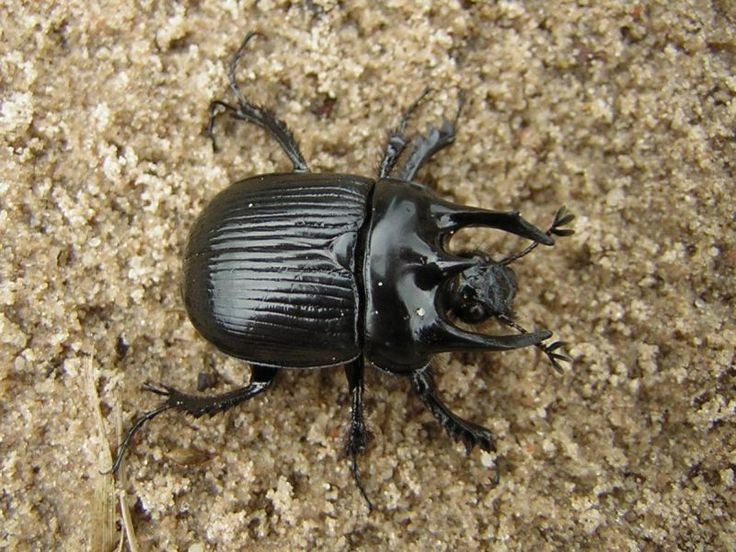  Ba chiếc sừng là vũ khí sinh tồn quan trọng. Con đực sở hữu hai sừng lớn và một sừng nhỏ ở giữa, dùng để đào bới đất, đẩy đối thủ và bảo vệ lãnh thổ sinh sản, tạo nên hình ảnh cực kỳ “chiến binh” trong thế giới côn trùng. Ảnh: Pinterest.