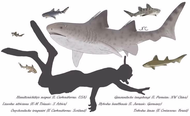  Kích thước vừa phải. Khác với nhiều “quái vật biển” cổ đại, Hybodus chỉ dài khoảng 2 mét, phù hợp với đời sống săn mồi đa dạng. Ảnh: Pinterest.