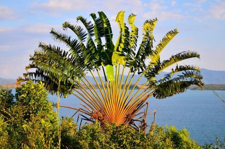  Hình dáng xòe quạt độc đáo. Lá chuối rẻ quạt mọc trên cùng một mặt phẳng, xếp đều như nan quạt khổng lồ, có thể rộng tới vài mét, tạo nên dáng vẻ hiếm thấy trong thế giới thực vật. Ảnh: Pinterest.