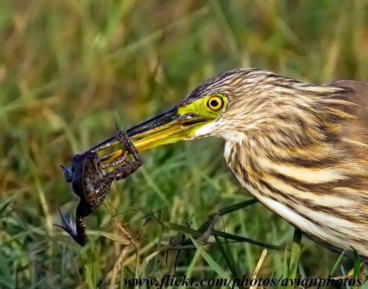  Thợ săn kiên nhẫn của ruộng đồng. Cò bợ thường đứng bất động hàng phút bên mép nước, chờ cá nhỏ, ếch, côn trùng hoặc động vật thủy sinh tiến lại gần rồi mổ nhanh như chớp. Chiến thuật “đứng yên như tượng” giúp chúng tiết kiệm năng lượng và tăng hiệu quả săn mồi. Ảnh: Pinterest.