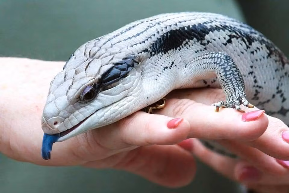  Khả năng ghi nhớ và nhận biết chủ. Các nghiên cứu và quan sát cho thấy loài thằn lằn này có thể nhận ra người chăm sóc quen thuộc, phản ứng khác biệt với người lạ, cho thấy mức độ nhận thức cao hơn nhiều bò sát khác. Ảnh: Pinterest.