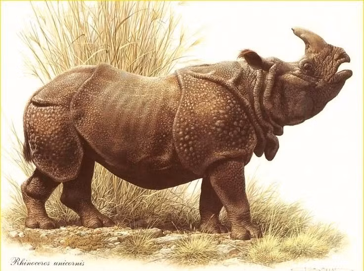  5. Giao tiếp bằng tiếng kêu và phân. Chúng sử dụng tiếng rống, rít, thổi mũi và thậm chí là phân để đánh dấu lãnh thổ và liên lạc với nhau. Ảnh: Pinterest.