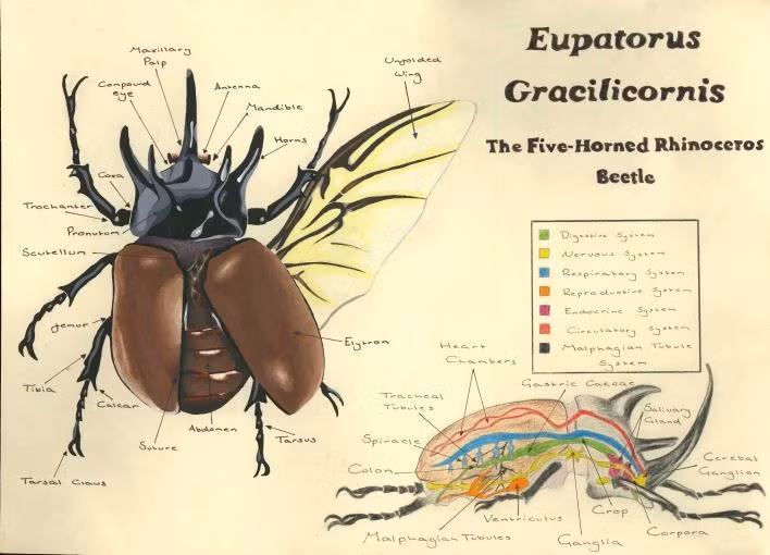  2. Chỉ con đực mới có sừng. Những chiếc sừng là đặc điểm giới tính phụ, giúp con đực tranh giành bạn tình và thể hiện sức mạnh. Ảnh: Pinterest.