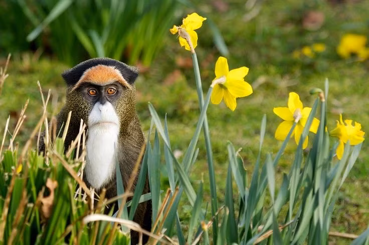  Tình trạng bảo tồn đáng lo ngại. Các quần thể khỉ râu trắng đang chịu áp lực lớn từ nạn phá rừng và săn bắt trái phép. Ảnh: Pinterest.