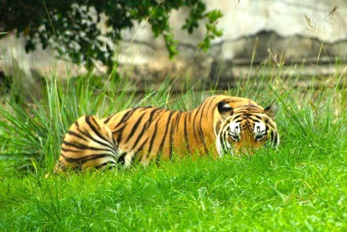  Nơi cư trú của nhiều loài nguy cấp. Vườn quốc gia này là mái nhà của hổ Bengal, voi châu Á, tê giác một sừng, trâu rừng Ấn Độ cùng nhiều loài đang bên bờ tuyệt chủng khác. Ảnh: Pinterest.