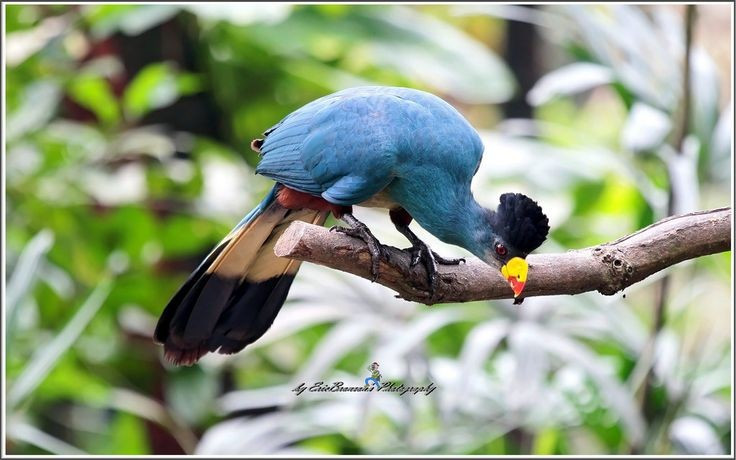  Bộ lông xanh như lông công. Màu xanh của loài chim này không chỉ do sắc tố mà còn đến từ cấu trúc vi mô của lông, phản xạ ánh sáng theo cách đặc biệt. Nhờ vậy, chúng ngụy trang rất tốt trong tán rừng rậm rạp. Ảnh: Pinterest.