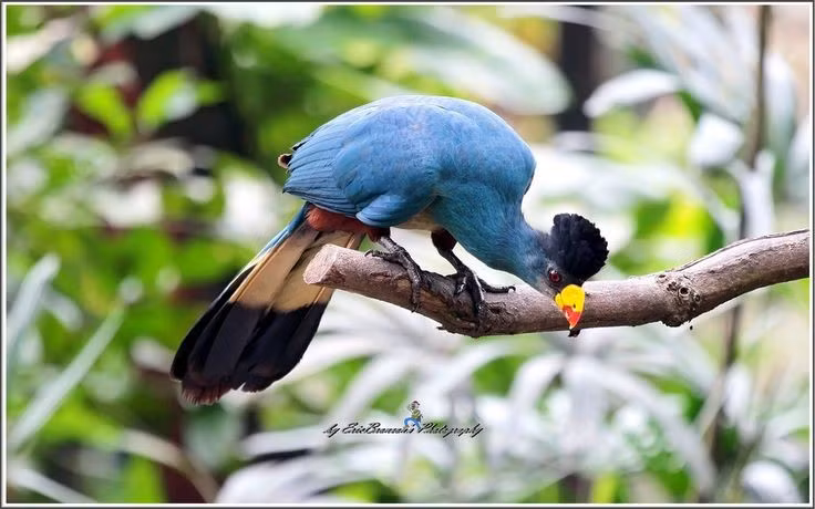  Bộ lông xanh như lông công. Màu xanh của loài chim này không chỉ do sắc tố mà còn đến từ cấu trúc vi mô của lông, phản xạ ánh sáng theo cách đặc biệt. Nhờ vậy, chúng ngụy trang rất tốt trong tán rừng rậm rạp. Ảnh: Pinterest.