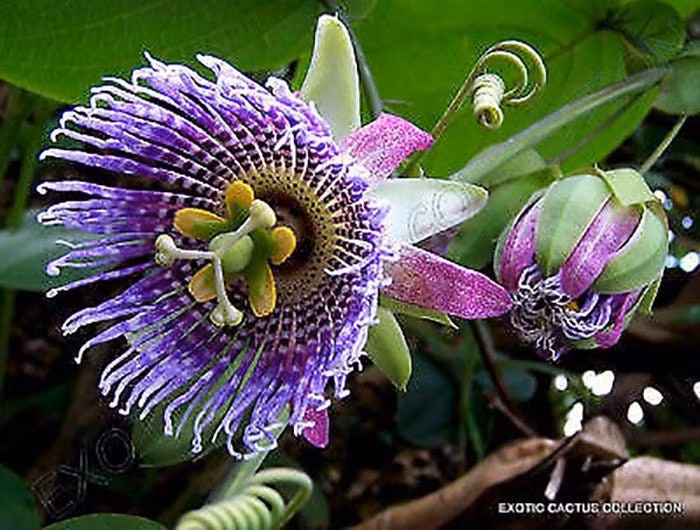  Tên gọi gắn với tôn giáo. “Passiflora” xuất phát từ tiếng Latinh “Passio” (sự khổ nạn của Chúa Giê-su), vì người châu Âu xưa nhìn thấy biểu tượng thánh trong cấu trúc hoa. Ảnh: Pinterest.