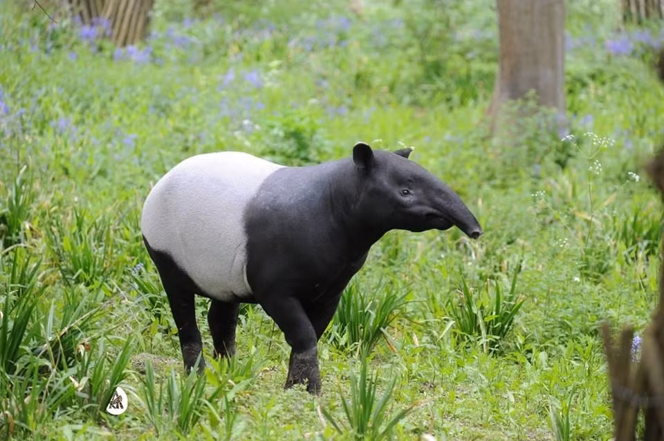  Lợn vòi Mã Lai là loài lợn vòi lớn nhất thế giới. Loài lợn vòi này có thể nặng từ 250 đến 320 kg, thậm chí có cá thể lên đến hơn 400 kg, khiến chúng trở thành “gã khổng lồ” trong họ Lợn vòi. Ảnh: Pinterest.