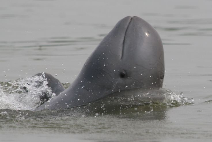  Giao tiếp bằng âm thanh và sóng siêu âm. Loài này sử dụng các âm thanh tần số thấp và sóng siêu âm để giao tiếp cũng như định vị trong môi trường nước đục ở các dòng sông lớn. Ảnh: Pinterest.