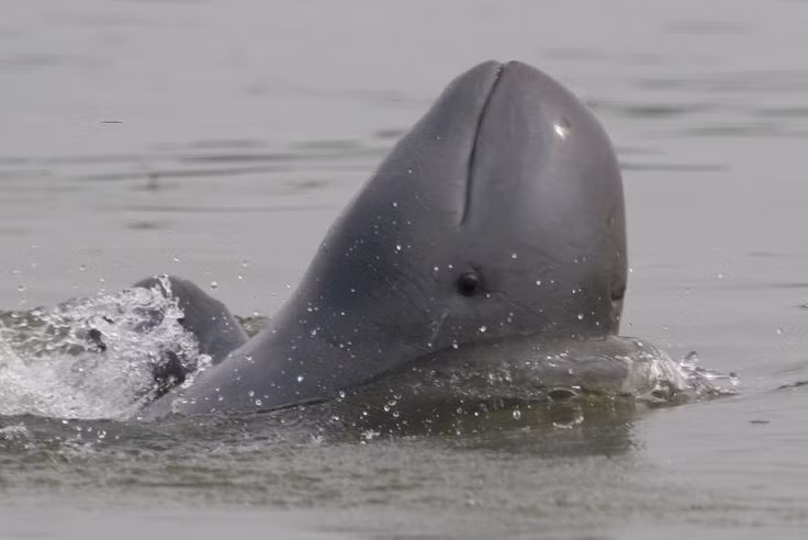  Giao tiếp bằng âm thanh và sóng siêu âm. Loài này sử dụng các âm thanh tần số thấp và sóng siêu âm để giao tiếp cũng như định vị trong môi trường nước đục ở các dòng sông lớn. Ảnh: Pinterest.