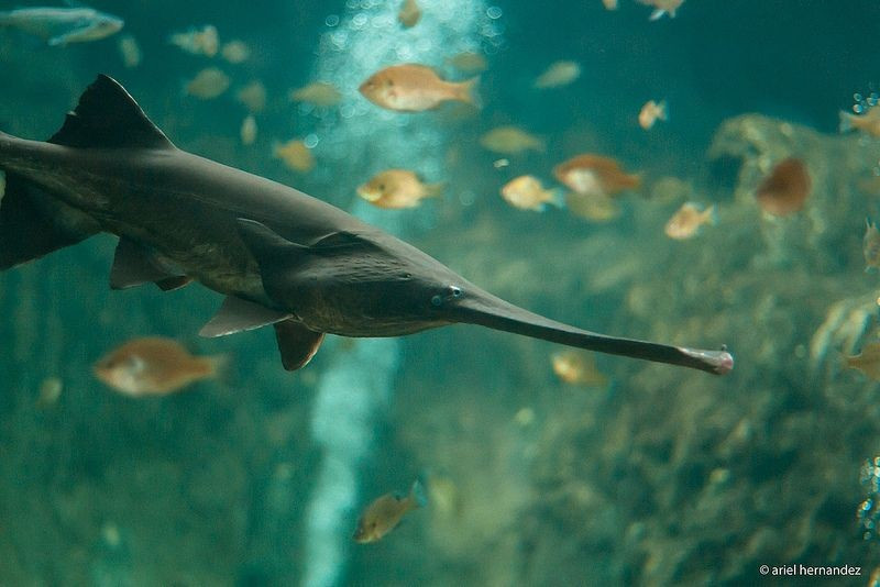  Chiếc mõm dài hình mái chèo là đặc điểm nổi bật nhất. Cá tầm thìa Mỹ có phần mõm kéo dài và dẹt giống như một chiếc mái chèo hoặc chiếc thìa lớn. Phần “mái chèo” này có thể chiếm gần một phần ba chiều dài cơ thể và chứa hàng ngàn cơ quan cảm nhận điện trường, giúp cá phát hiện sinh vật phù du và chuyển động trong nước. Nhờ cấu trúc đặc biệt này, chúng có thể tìm thức ăn ngay cả trong môi trường nước đục. Ảnh: Pinterest.