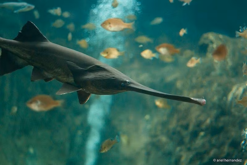  Chiếc mõm dài hình mái chèo là đặc điểm nổi bật nhất. Cá tầm thìa Mỹ có phần mõm kéo dài và dẹt giống như một chiếc mái chèo hoặc chiếc thìa lớn. Phần “mái chèo” này có thể chiếm gần một phần ba chiều dài cơ thể và chứa hàng ngàn cơ quan cảm nhận điện trường, giúp cá phát hiện sinh vật phù du và chuyển động trong nước. Nhờ cấu trúc đặc biệt này, chúng có thể tìm thức ăn ngay cả trong môi trường nước đục. Ảnh: Pinterest.