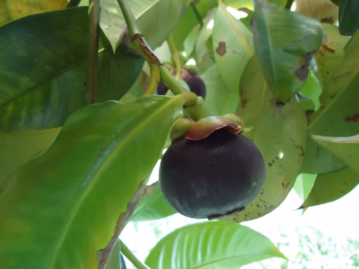  Cây măng cụt có nguồn gốc từ Đông Nam Á. Măng cụt được cho là có nguồn gốc ở khu vực bán đảo Mã Lai, Indonesia và các vùng lân cận. Từ đây, cây được trồng rộng rãi khắp Đông Nam Á như Thái Lan, Việt Nam, Malaysia và Philippines, trước khi được đưa sang nhiều vùng nhiệt đới khác trên thế giới. Ảnh: Pinterest.