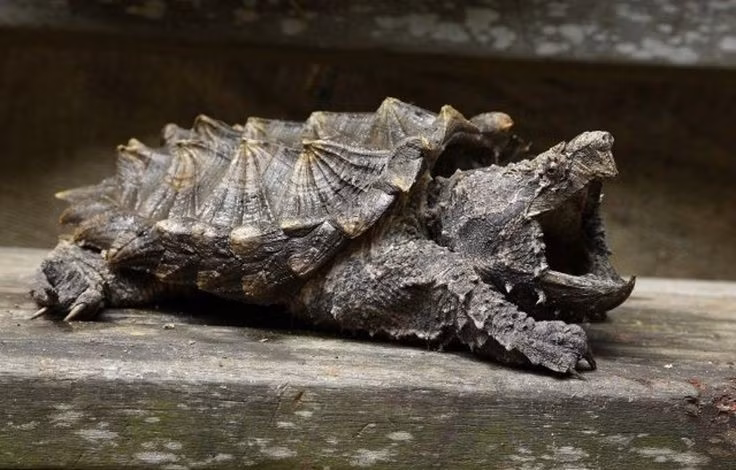  Tập tính phục kích kiên nhẫn. Rùa thường nằm bất động dưới nước, há miệng chờ đợi con mồi tiếp cận, thể hiện chiến lược săn mồi tiết kiệm năng lượng. Ảnh: Pinterest.