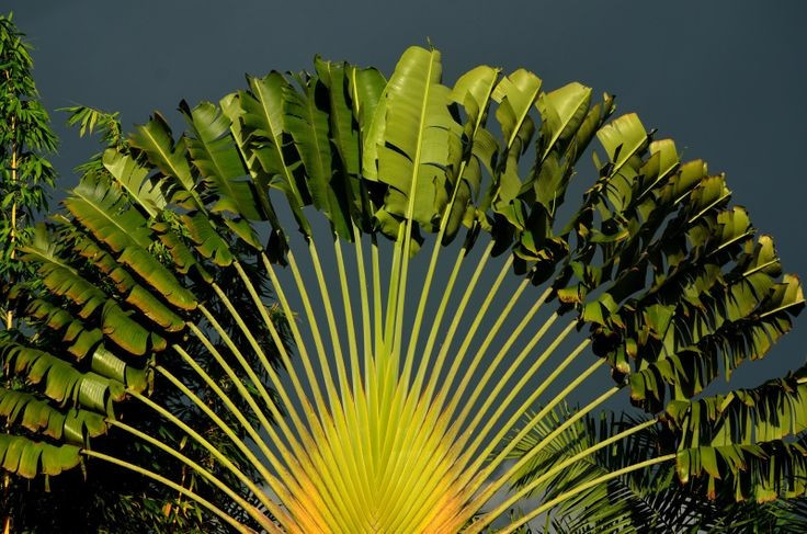  Có khả năng trữ nước tự nhiên. Cuống lá của Ravenala madagascariensis có thể tích trữ nước mưa, được người bản địa sử dụng như nguồn nước tạm thời trong những chuyến đi rừng. Ảnh: Pinterest.