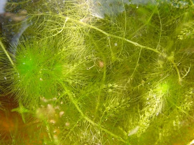  7. Thích nghi cao với môi trường nước nghèo dinh dưỡng. Cây phát triển mạnh ở những vùng nước cạn, nghèo khoáng, nơi các loài thực vật khác khó sinh tồn. Ảnh: Pinterest.