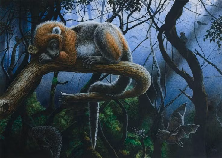  Thuộc nhóm linh trưởng cổ Adapiformes. Darwinius không phải vượn hay khỉ hiện đại, mà thuộc nhánh linh trưởng cổ, có nhiều đặc điểm vừa giống vượn vừa giống cu li và vượn cáo. Ảnh: Pinterest.