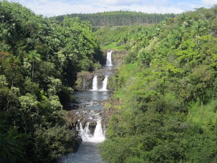  Nơi đây có các thảm thực vật thay đổi theo độ cao. Từ rừng mưa thấp lên tới rừng tre và đồng cỏ núi cao. Ảnh: Pinterest.