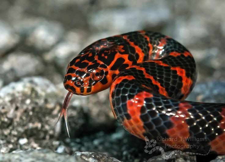  Chuyên săn kỳ giông nước. Thức ăn chính của chúng là các loài kỳ giông lớn sống dưới nước. Hàm răng cong giúp giữ chặt con mồi trơn trượt trong môi trường bùn lầy. Ảnh: Pinterest.