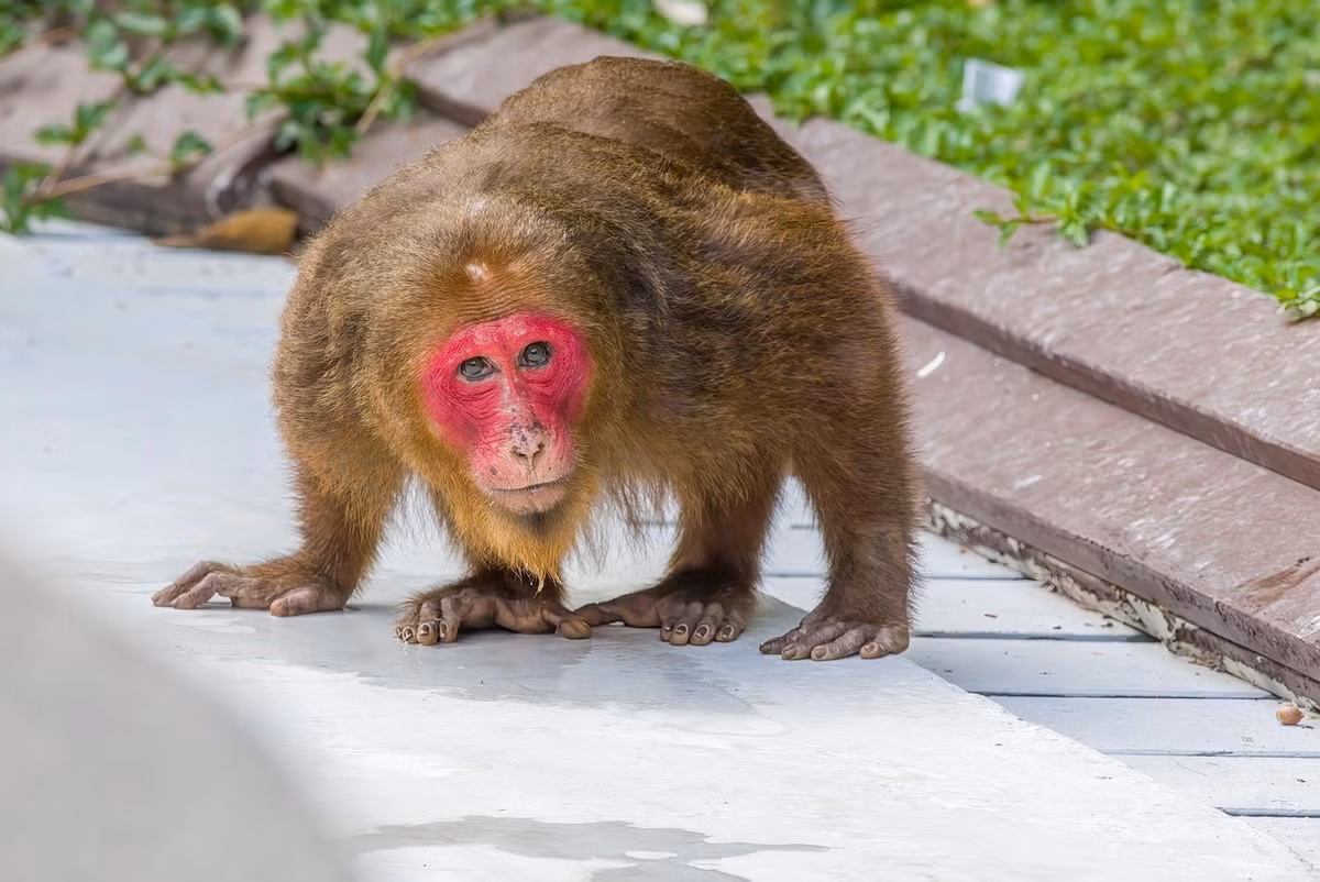  8. Bị đe dọa nghiêm trọng do săn bắt và mất rừng. Khỉ mặt đỏ đang bị săn bắt để lấy thịt hoặc làm thuốc, cùng với đó là tình trạng phá rừng khiến môi trường sống của chúng ngày càng thu hẹp. Ảnh: karits.eu.