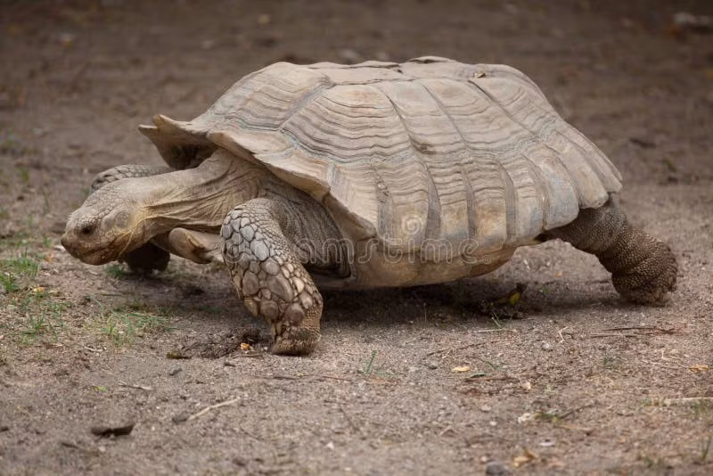  Là loài rùa có tính cảnh giác cao. Chúng phản ứng nhanh với chuyển động lạ và sẵn sàng rút đầu vào mai ngay lập tức. Ảnh: dreamstime.com.