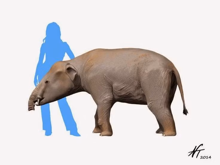  Có ngà ở cả trên và dưới. Một đặc điểm độc đáo là Phiomia sở hữu ngà ở cả hàm trên và hàm dưới, giúp chúng đào bới hoặc tìm kiếm thức ăn. Ảnh: Pinterest.