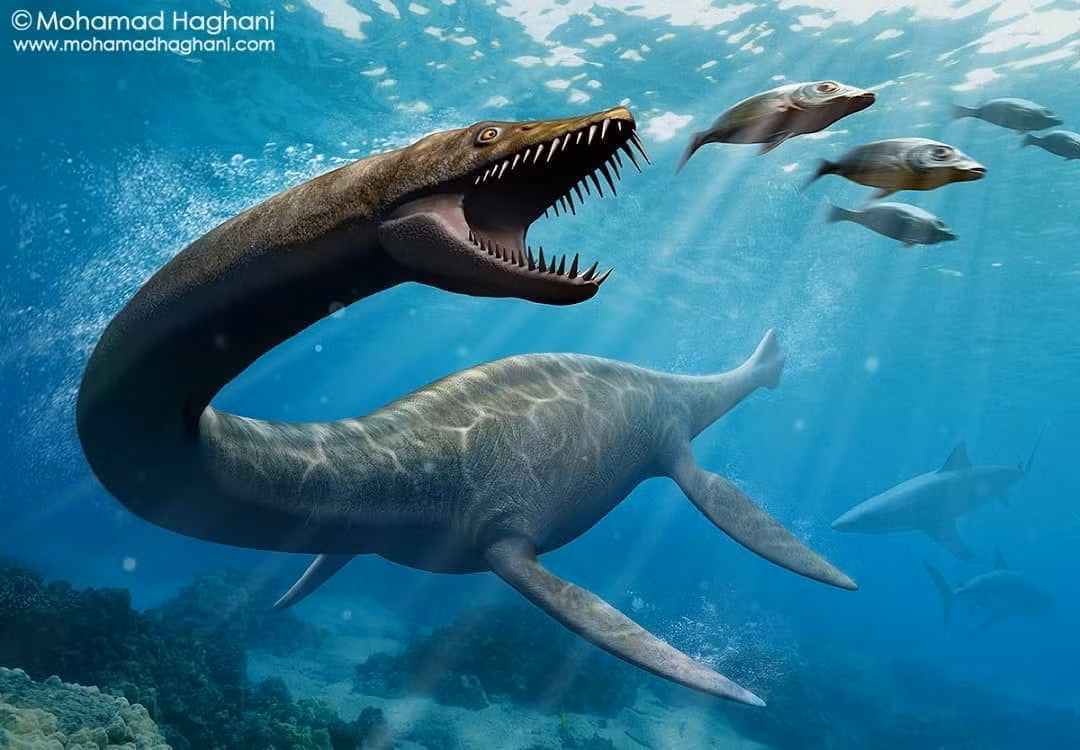 1. Tên gọi mang nghĩa "Lãnh chúa đại dương". Thalassomedon có nguồn gốc từ tiếng Hy Lạp, trong đó "thalassa" nghĩa là biển và "medon" nghĩa là lãnh chúa, thể hiện sự oai vệ của loài này trong đại dương tiền sử. Ảnh: Pinterest.