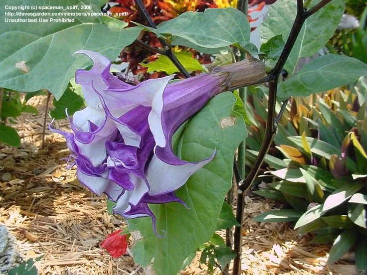  5. Loài cây linh thiêng trong nhiều nền văn hóa. Ở Ấn Độ, cà độc dược từng được dùng trong các nghi lễ cúng tế thần Shiva với niềm tin rằng nó có khả năng kết nối với thế giới siêu nhiên. Ảnh: Pinterest.