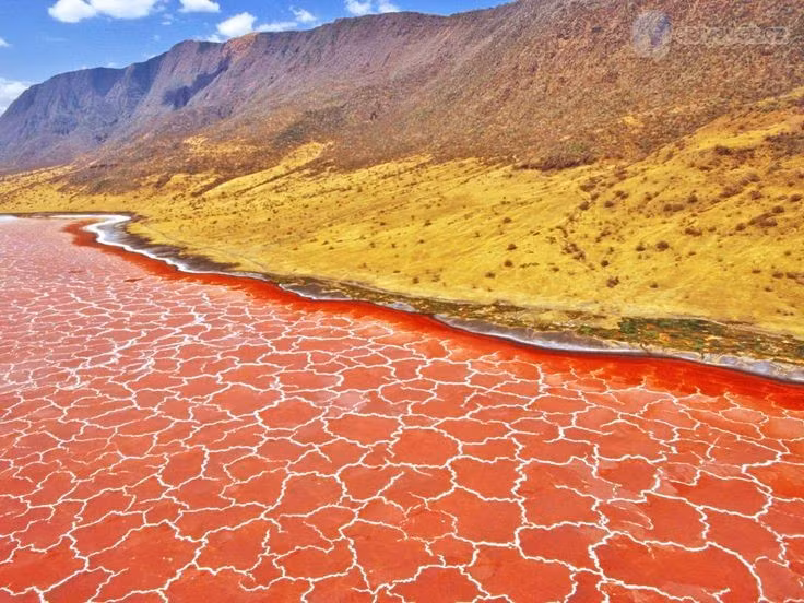  5. Nhiệt độ nước có thể lên đến 60°C. Sự bốc hơi mạnh trong vùng khiến nhiệt độ mặt hồ có thể đạt mức rất cao, càng góp phần vào độ mặn và kiềm của nước. Ảnh: Pinterest.