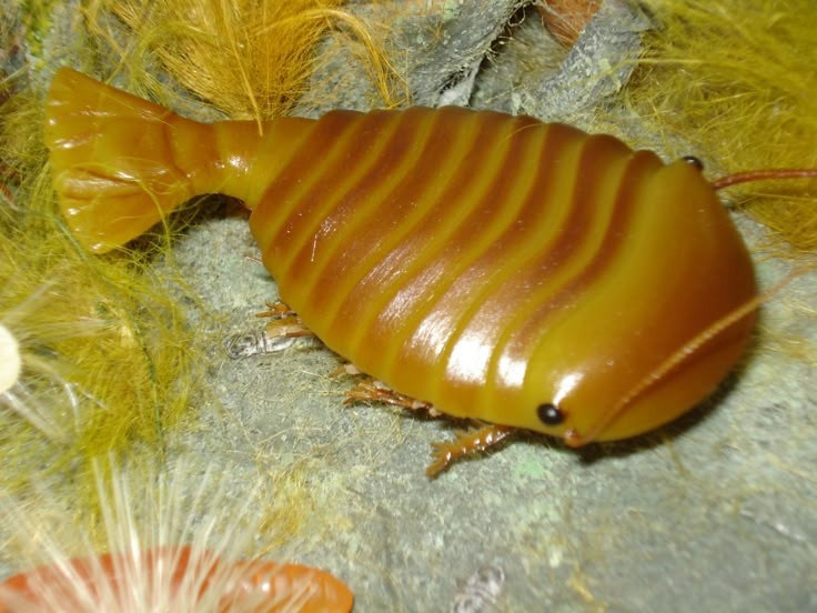  Sinh vật từ kỷ Cambri xa xưa. Sidneyia sống vào khoảng 500 triệu năm trước trong kỷ Cambri, giai đoạn bùng nổ sự sống với hàng loạt loài sinh vật biển độc đáo xuất hiện lần đầu tiên. Ảnh: Pinterest.