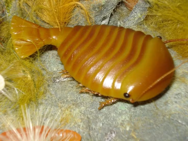 Sinh vật từ kỷ Cambri xa xưa. Sidneyia sống vào khoảng 500 triệu năm trước trong kỷ Cambri, giai đoạn bùng nổ sự sống với hàng loạt loài sinh vật biển độc đáo xuất hiện lần đầu tiên. Ảnh: Pinterest.