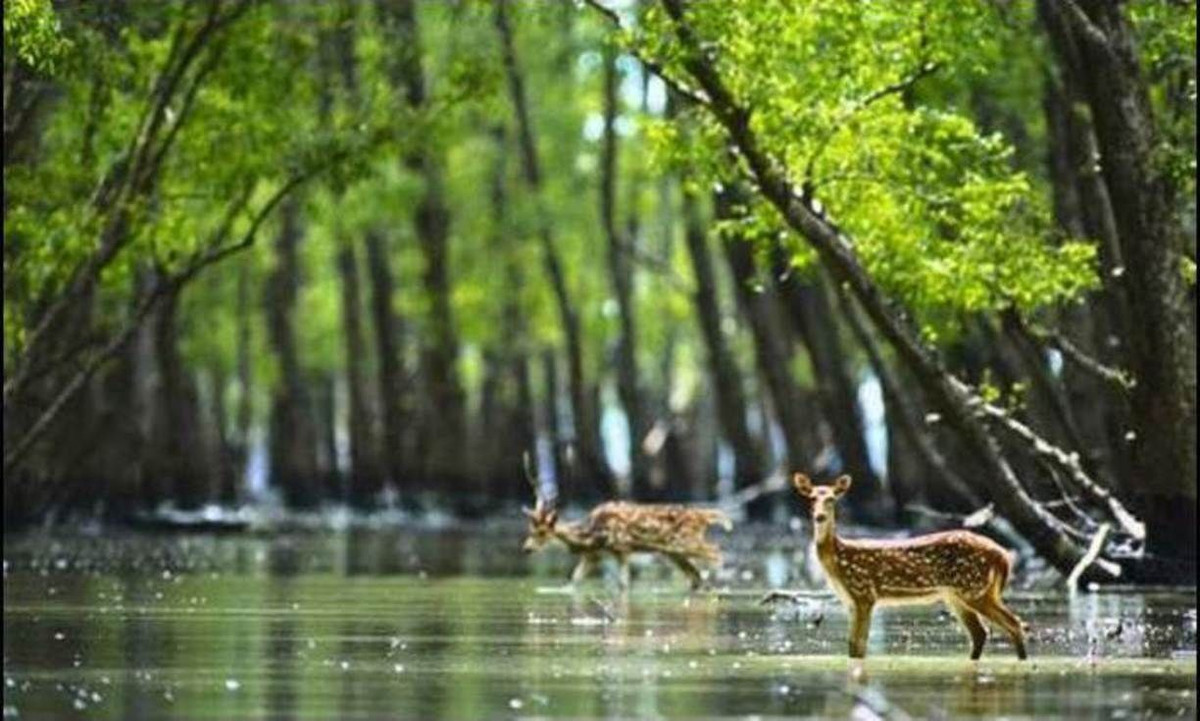  Hệ động thực vật ở Sundarbans cực kỳ phong phú. Khu vườn quốc gia là nơi cư trú của cá sấu nước mặn, cá heo sông, trăn, rái cá cùng hàng trăm loài chim, cá và động vật không xương sống. Ảnh: Pinterest.