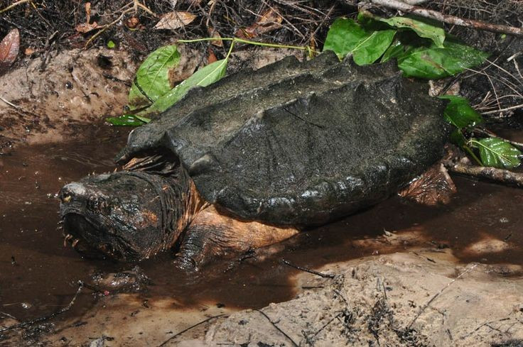  Ngoại hình giống bò sát cổ xưa. Mai của rùa cá sấu lớn (Macrochelys temminckii) có ba gờ nổi sắc nhọn, kết hợp với làn da sần sùi và chiếc đầu to, tạo nên vẻ ngoài gợi nhớ đến những sinh vật thời tiền sử. Ảnh: Pinterest.