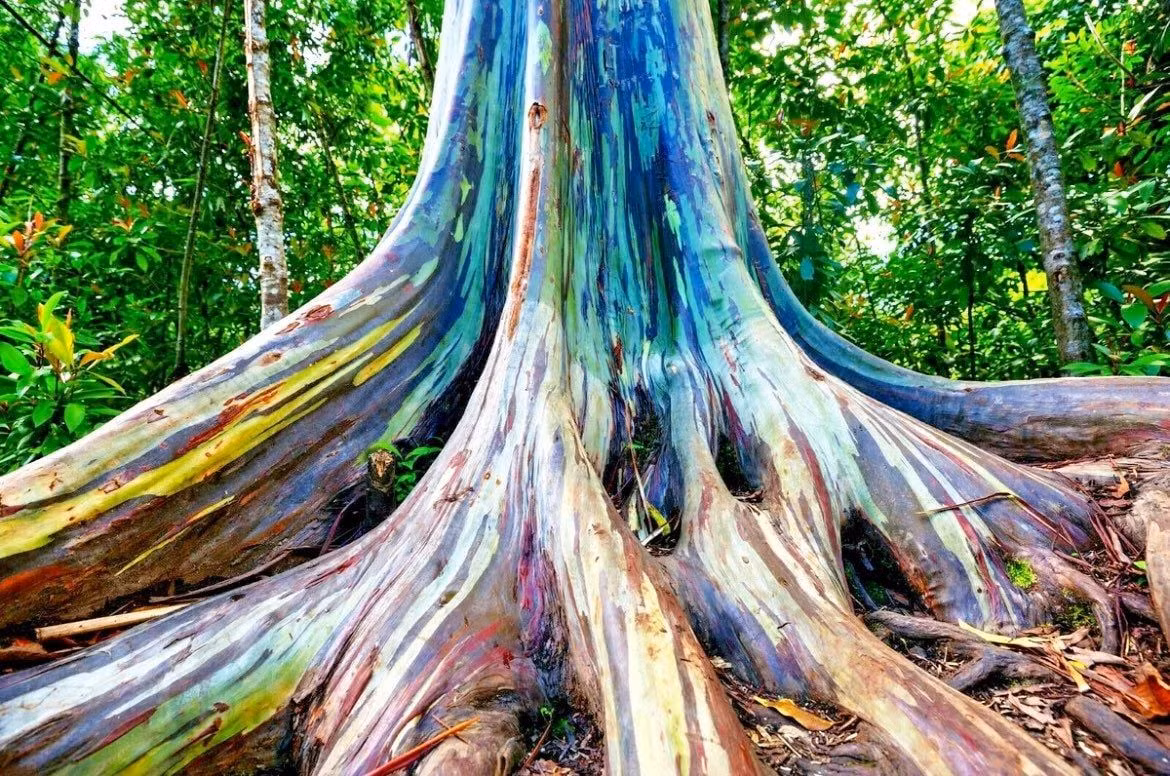  8. Có giá trị sinh thái cao. Là cây thân gỗ lớn, bạch đàn cầu vồng đóng vai trò quan trọng trong việc hấp thụ CO₂, bảo vệ đất và tạo môi trường sống cho nhiều loài sinh vật rừng. Ảnh: yourplantbitch.com.