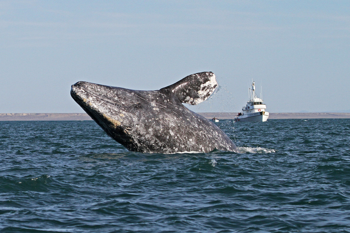  Loài cá voi có tập tính di cư xa bậc nhất. Cá voi xám nổi tiếng với quãng đường di cư hàng năm lên tới hơn 15.000 km, từ vùng biển lạnh ở Bắc Thái Bình Dương đến các đầm phá ấm áp để sinh sản rồi quay trở lại chỗ cũ. Ảnh: Pinterest.