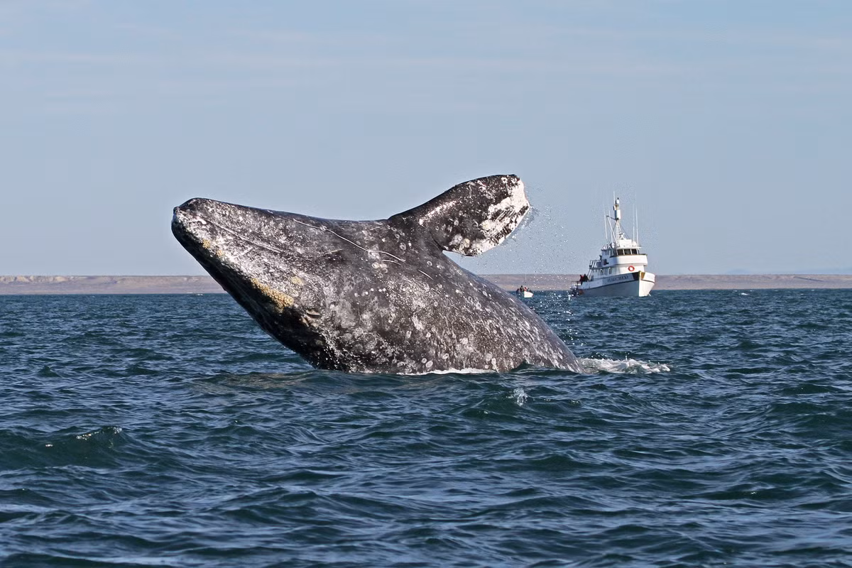 Loài cá voi có tập tính di cư xa bậc nhất. Cá voi xám nổi tiếng với quãng đường di cư hàng năm lên tới hơn 15.000 km, từ vùng biển lạnh ở Bắc Thái Bình Dương đến các đầm phá ấm áp để sinh sản rồi quay trở lại chỗ cũ. Ảnh: Pinterest.