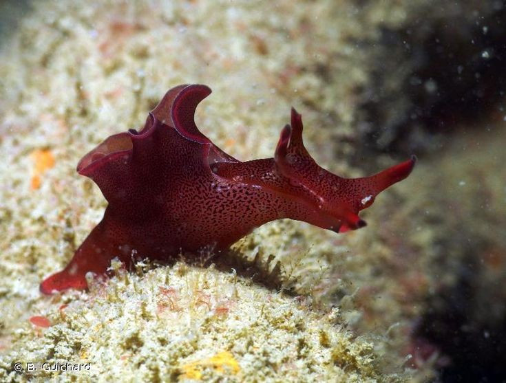  Lưỡng tính nhưng vẫn cần bạn đời. Ốc thỏ biển là động vật lưỡng tính đồng thời, nghĩa là mỗi cá thể có cả cơ quan sinh dục đực và cái. Tuy nhiên, chúng vẫn cần trao đổi tinh trùng với cá thể khác để sinh sản, đôi khi tạo thành “chuỗi giao phối” dài nhiều cá thể nối tiếp nhau. Ảnh: Pinterest.