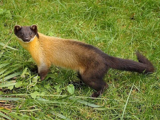  4. Thức ăn cực kỳ đa dạng. Loài này ăn mọi thứ từ côn trùng, chim, trứng, thằn lằn đến trái cây và mật ong, phản ánh tính thích nghi cao trong sinh thái. Ảnh: Pinterest.