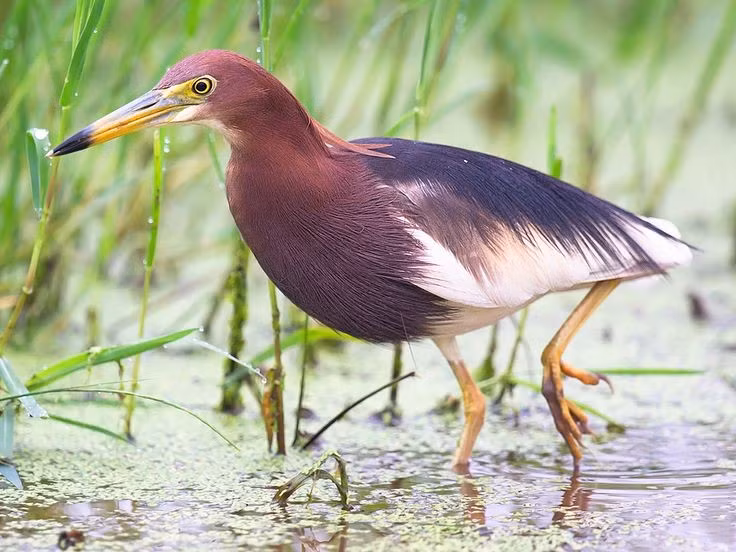  Bộ lông thay đổi ngoạn mục theo mùa. Vào mùa không sinh sản, cò bợ có màu nâu sọc khá giản dị, dễ lẫn với bùn đất và ruộng lúa. Nhưng đến mùa sinh sản, phần đầu và cổ chuyển sang tông nâu đỏ ấm, tạo nên diện mạo hoàn toàn khác biệt. Ảnh: Pinterest.