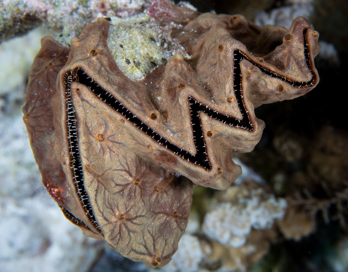  Ăn được nhưng không phổ biến trong ẩm thực. Mặc dù là hàu, nhưng hàu mào gà hiếm khi được dùng làm thực phẩm do thịt ít, vỏ dày và hình dạng không thuận tiện cho việc khai thác. Ảnh: Pinterest.