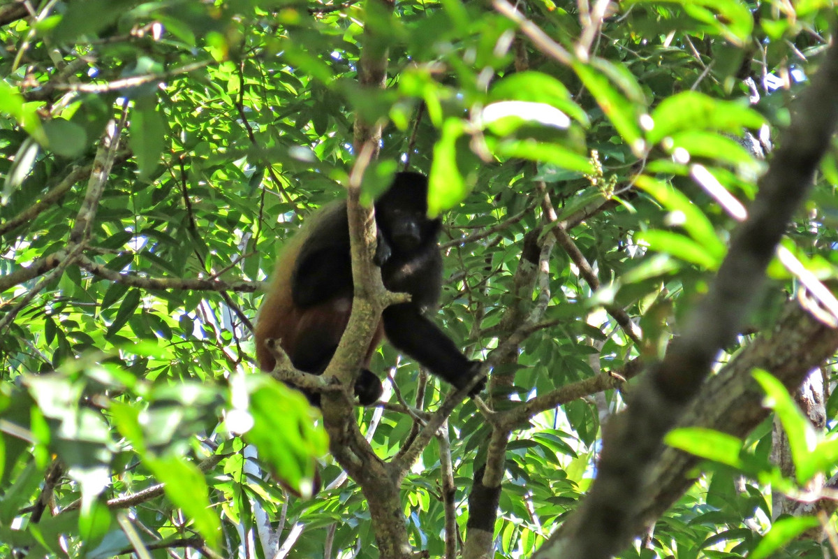  Di chuyển theo đàn lớn và linh hoạt. Khỉ uakari đầu đen thường sống theo đàn từ vài chục đến hơn 100 cá thể, giúp chúng tăng khả năng tìm thức ăn và cảnh giác trước kẻ săn mồi. Ảnh: inaturalist.