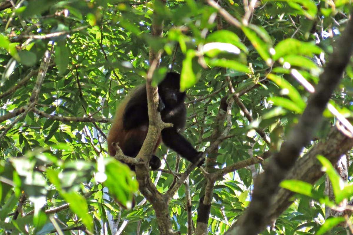  Di chuyển theo đàn lớn và linh hoạt. Khỉ uakari đầu đen thường sống theo đàn từ vài chục đến hơn 100 cá thể, giúp chúng tăng khả năng tìm thức ăn và cảnh giác trước kẻ săn mồi. Ảnh: inaturalist.
