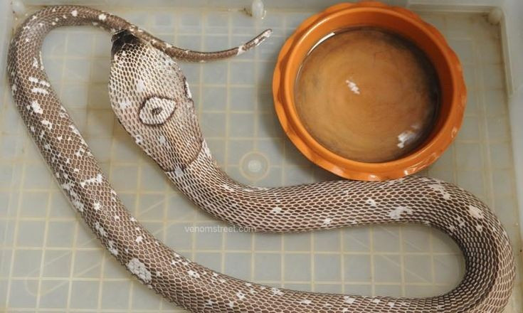  7. Không chủ động tấn công con người. Dù có nọc độc mạnh, rắn hổ mang một mắt kính thường chỉ tấn công khi bị dồn ép, giẫm phải hoặc khi bảo vệ tổ – chúng sẽ cảnh báo trước khi cắn. Ảnh: Pinterest.