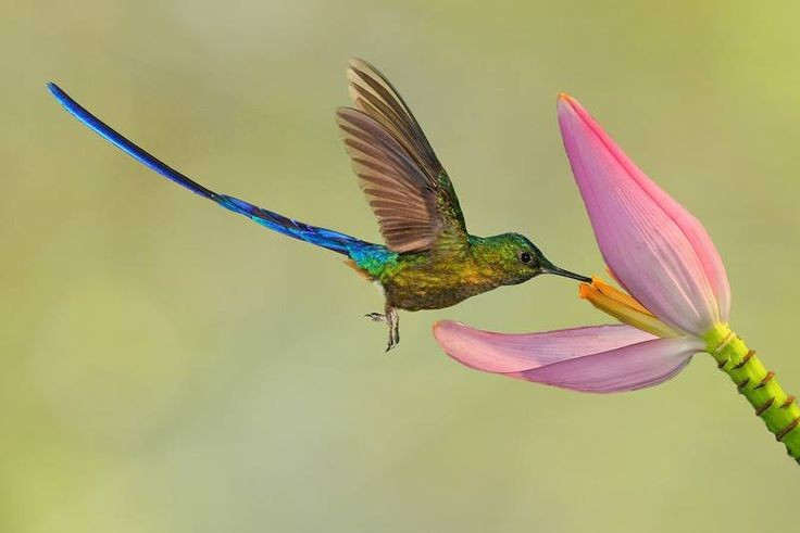  Chế độ ăn chủ yếu là mật hoa. Mỏ dài và lưỡi hình ống giúp chim ruồi hút mật hoa hiệu quả, đồng thời chúng cũng ăn côn trùng nhỏ để bổ sung protein. Ảnh: Pinterest.