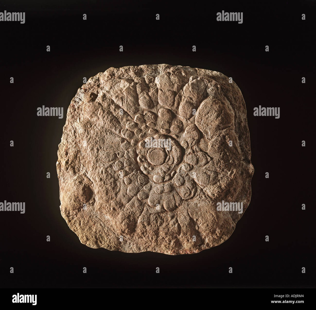  Phân bố ở nhiều nơi trên thế giới. Hóa thạch của chúng được tìm thấy tại Úc, Nam Cực và một số khu vực cổ đại khác, cho thấy phạm vi tồn tại rộng lớn. Ảnh: alamy.com.