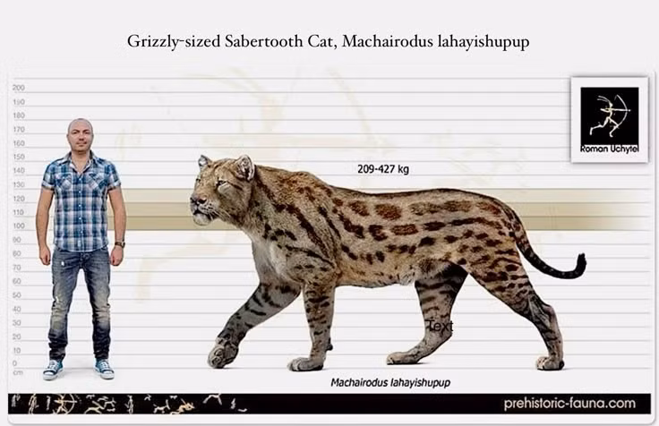  Thân hình đồ sộ và cơ bắp. Machairodus có thể nặng tới 400 kg, gấp rưỡi một con sư tử hiện đại. Thân hình thấp, vạm vỡ và vai phát triển giúp nó quật ngã con mồi chỉ bằng một cú vồ. Ảnh: Pinterest.