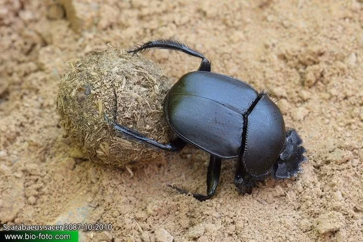  1. Là biểu tượng của mặt trời mọc và tái sinh. Người Ai Cập cổ tin rằng hành động lăn phân của bọ hung thiêng tượng trưng cho thần Khepri – vị thần mặt trời buổi sáng đang lăn mặt trời qua bầu trời. Ảnh: Pinterest.