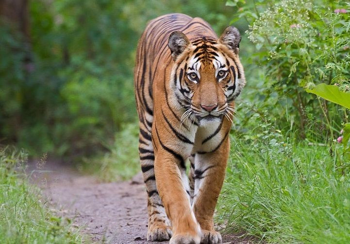  8. Đang đứng bên bờ tuyệt chủng ở nhiều quốc gia. Tình trạng săn trộm để lấy da, xương và các bộ phận khác phục vụ buôn bán bất hợp pháp khiến loài này bị đe dọa nghiêm trọng tại nhiều quốc gia. Tại Việt Nam, chúng có thể đã tuyệt chủng ngoài tự nhiên. Ảnh: Pinterest.